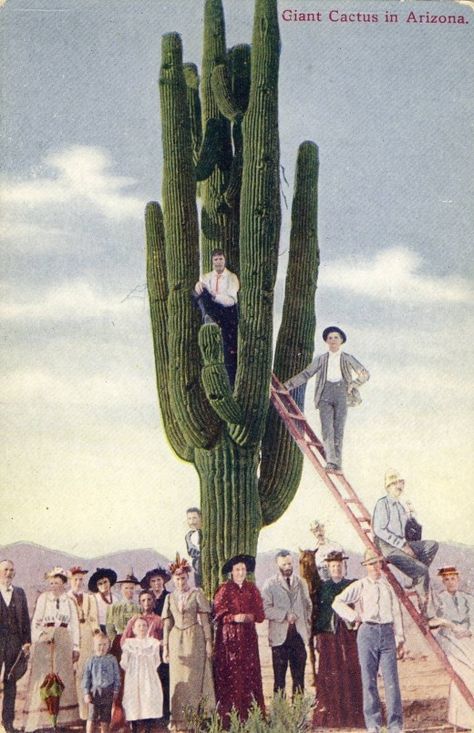 Saguaro Cactus Circa 1910. The practice of having a man, a group or a wagon posed under the saguaro showed the size of the giant saguaro. Source: My Historic Postcards Giant Plants, Giant Cactus, Arizona Cactus, Cactus Drawing, Tucson Gem Show, Cactus Desert, Desert Dream, Desert Life, Southwest Desert