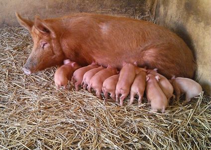 Tamworth Pigs, Tamworth Pig, Red River Hog, Farm Livestock, Food Preserving, Micro Pigs, Dream Pet, Tamworth, Mini Pigs