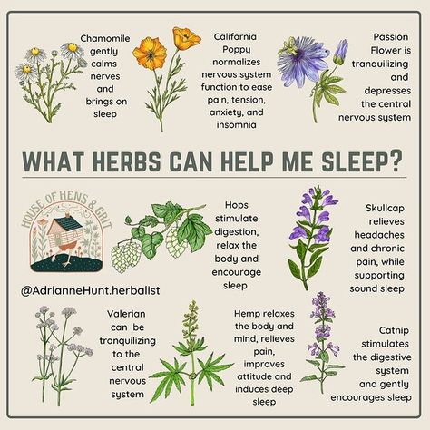 Herbalism For Beginners Natural Remedies, Herb Uses Medicine, Happiness Herbs, Herbalist Aesthetic, Herbalist Garden, Herb Witch, Medical Plants, Medicine Garden, Herbal Education