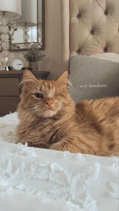 Cat Captions, Cat Obsession, Cat Stories, Cat Pose, Cute Cats Photos, Pets 3, Orange Cats, Cat Aesthetic, Cute Cats And Dogs