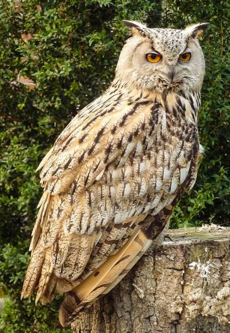 Bird Pics, Eurasian Eagle Owl, Owl Species, Awesome Owls, Owl Photography, Eagle Owl, Funny Owls, Owl Photos, Bird Carving