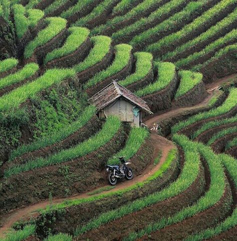 Terrace Farming, Hillside Farming, China Architecture, Hillside Garden, Farming System, Green Construction, Garden On A Hill, Coffee Farm, Best View