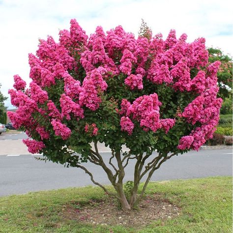 17 Best Trees to Plant in Georgia | Most Common Trees in Georgia Trees To Plant, Georgia, Trees, Flowers, Instagram