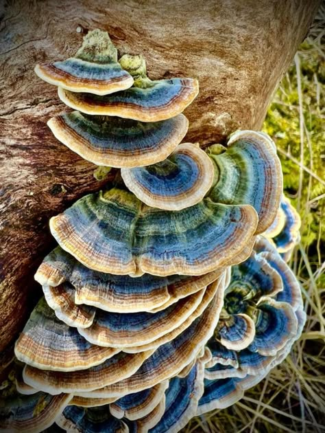 Abandoned Nature, Turkey Tail Mushrooms, Turkey Tail Mushroom, Felt Mushroom, Mushroom Pictures, Turkey Tail, Mushroom Tattoos, Mushroom Crafts, Biology Art