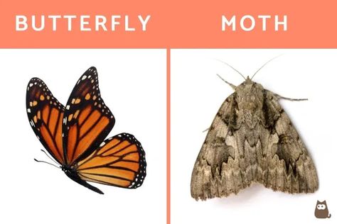 Butterfly Vs Moth, Kindergarten Science Activities, Basic Science, Science Skills, Moths And Butterflies, Kindergarten Science, Face Light, Science Activities, Discover The World