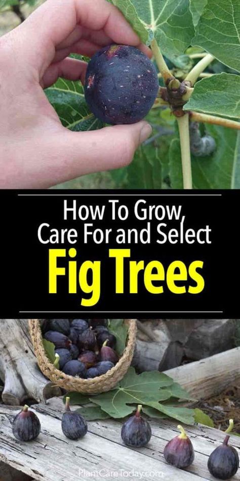 Fig Tree Care: How To Grow Fig Trees In Your Home Or Garden Fig Tree Care, Growing Fig Trees, Growing Fruit Trees, Fig Trees, Container Garden Design, Astuces Diy, Indoor Gardens, Growing Fruit, Tree Care