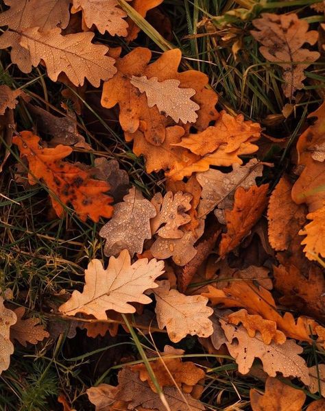 Autumn Magic Aesthetic, Autumn Nature Aesthetic, Fall Leaf Aesthetic, Autumn Leaf Aesthetic, Orange Autumn Aesthetic, Autumn Aesthetic Orange, Orange Fall Aesthetic, Autumn Aesthetic Leaves, Mabon Aesthetic