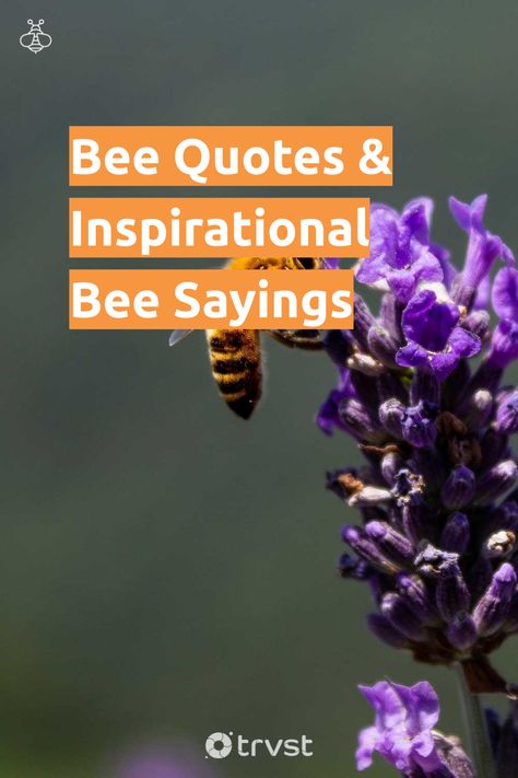 Cute Honey Bee Sayings, Quotes About Bees And Flowers, Quotes About Honey Bees, Bee Words Quotes, Quotes About Bees Inspiration, Honey Bee Quotes Inspiration, Inspirational Bee Quotes, Honey Bee Sayings, Queen Bee Quotes Inspiration