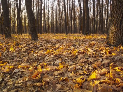 Free Images : autumn, leaves, trees, yellow, november, brown, plant community, People in nature, natural landscape, wood, tree, twig, trunk, terrestrial plant, grass, groundcover, deciduous, Tints and shades, woodland, temperate broadleaf and mixed forest, soil, grove, jungle, Northern hardwood forest, tropical and subtropical coniferous forests, shadow, plant stem, winter, spruce fir forest, valdivian temperate rain forest, old growth forest, temperate coniferous forest, wildflower, wildlife, p Tropical Deciduous Forest, Stem Winter, Forest Biome, Old Growth Forest, Maidenhair Tree, Coniferous Forest, Temperate Rainforest, Rain Forest, Plant Stem