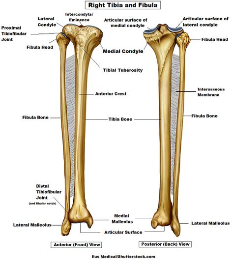 Tibia Anatomy, Human Anatomy Notes Aesthetic, Skeletal System Anatomy, Joints Anatomy, Nursing Pictures, Anatomy Flashcards, Human Skeleton Anatomy, Human Muscle Anatomy, Skin Anatomy