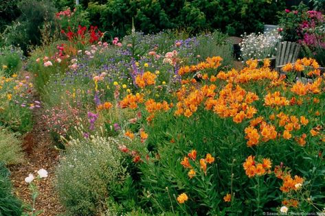 Desert Landscape Backyard, Napa House, Backyard On A Budget, Desert Landscaping Backyard, Hillside Gardening, Dry Gardens, Landscape Backyard, California Wildflowers, About Rain