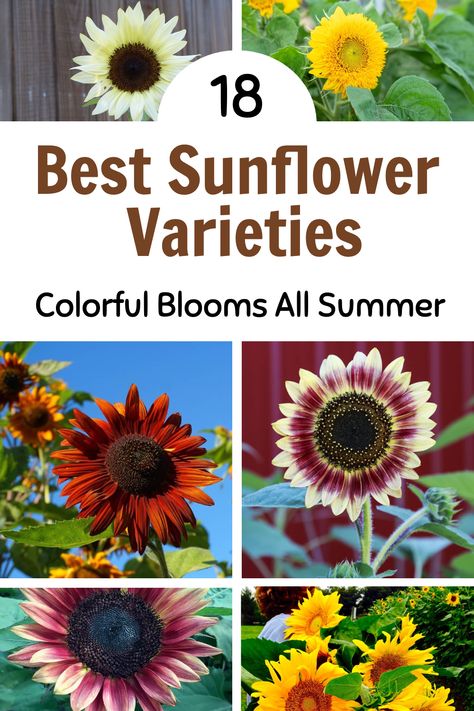 Discover the 18 best sunflower varieties for vibrant, colorful blooms all summer long. Perfect for adding beauty to your garden or backyard landscaping. Whether you're new to gardening or a seasoned pro, our guide has you covered. Check out our blog for the full list and pin this to bring summer sunshine to your outdoor space! Sunflower Backyard Ideas, Different Sunflower Colors, Pictures Of Sunflowers, Types Of Sunflowers Flowers, Sunflowers Planting Ideas, Sunflower Garden Ideas, Where To Plant Sunflowers, Sunflowers In Vegetable Garden, Varieties Of Sunflowers