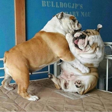 Bulldog Quotes, English Bulldog Care, English Dogs, Cute Bulldog Puppies, Tattoos For Dog Lovers, Bulldog Pics, Bulldog Francese, Bulldog Funny, Cute Bulldogs