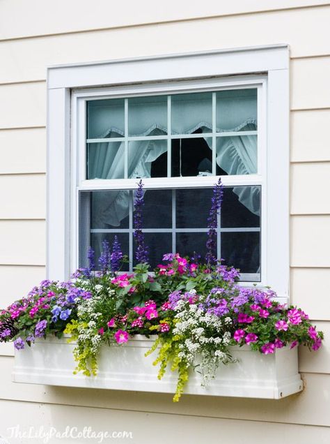 5 Tips for Gorgeous Window Boxes - The Lilypad Cottage Fall Window Boxes, Window Box Plants, Window Box Garden, نباتات منزلية, Window Box Flowers, Window Planters, Container Gardening Flowers, Flower Window, Window Planter Boxes