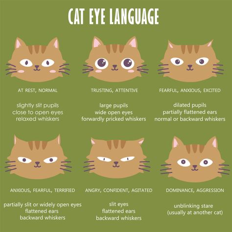 Cat Body Language, Cat Shedding, Best Cat Food, Cat Proofing, Cat Tips, Cat Language, Cat Body, Cat Essentials, Cat Hacks