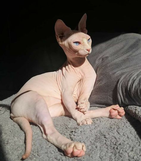 Cute Hairless Cat, Chat Sphynx, Sphinx Cat, Hairless Cat, Pretty Animals, Sphynx Cat, Cat Aesthetic, Sphynx, Silly Cats