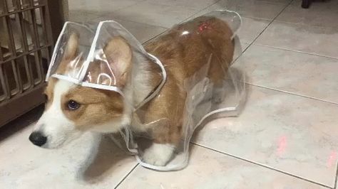 Just a corgi in a corgi raincoat hating its life http://ift.tt/22Ft16Z Small Dog Coats, Corgi Puppies, Corgi Pictures, Corgi Butts, Corgi Puppy, Cute Corgi, Corgi Dog, Rain Coat, Welsh Corgi