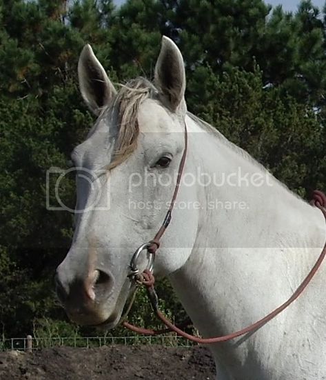 Make Your Own Bridle (image heavy) *Instructions added!!* | The Horse Forum Rope Bridle, Horse Projects, Horse Tack Diy, Diy Horse, Western Bridles, Rope Halter, Western Horse Tack, Horse Bridle, Horse Equipment