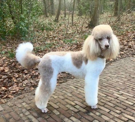 Standard Poodle Parti, Cream Standard Poodle, Standard Poodle Haircut Styles Winter, Cream Poodle, White Standard Poodle, Poodle Haircut Styles, Parti Poodle, Poodle Haircut, Poodle Cuts