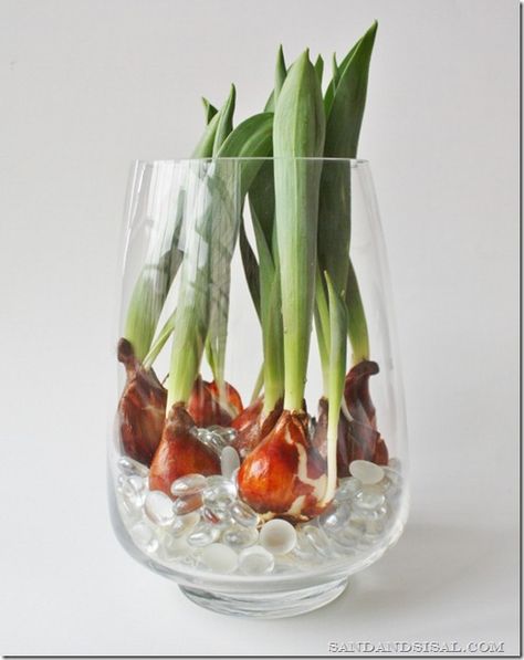 How to Force Tulip Bulbs in Water - by Sand & Sisal Tulips Indoors, Bulbs In Water, Tulip Bulbs, Deco Floral, Ikebana, Garden Seeds, In Water, Green Thumb, Tulips