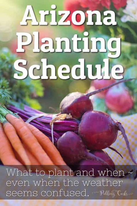 Garden Schedule, Arizona Plants, Planting Schedule, Arizona Garden, Arizona Backyard, Arizona Gardening, Planting Guide, Garden Bugs, Schedule Printable