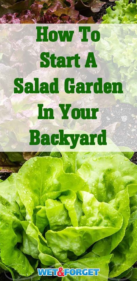 Grow your own salad garden in your backyard with this easy how-to guide! Salad Garden Layout, Salad Container Garden, Salads Easy, Delicious Salad Recipes, Salad Garden, Raised Gardens, Garden Prepping, Bucket Gardening, Salad Greens