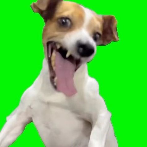 I Green Screen Things on Instagram: "Laughing Dog Meme | Green Screen #laughingdogmeme #dog #cringe #lol #memes #Meme #MemeCut #fyp" Laughing Dog Meme, Funny Green Screen, Dog Laughing, Screen Meme, Lol Pictures, Meme Dog, Dog Foto, Lol Meme, Laugh Meme