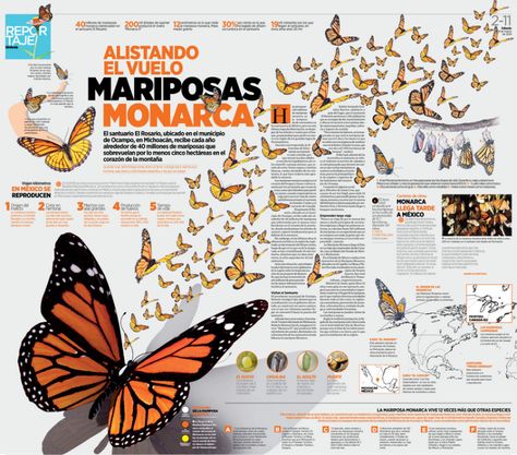 Monarch butterfly Monarch Butterfly Infographic, Butterfly Layout Design, Butterfly Infographic, Photoshop Illustration Tutorial, Animal Infographic, Design Print Layout, Typographic Poster Design, Research Poster, Editorial Design Layout