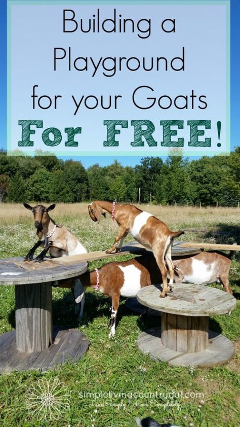 If you like rustic, natural and free then this playground for your goats is what you need! Diy Goat Toys, Goat Shelters, Goat Ideas, Goat Playground, Goat Toys, Keeping Goats, Homestead Animals, Goat Shelter, Goat Pen