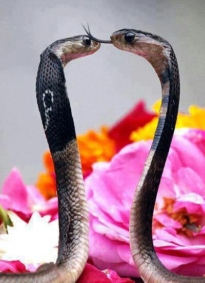 . Snakes, Beautiful Pictures, Flowers, Pink, Black