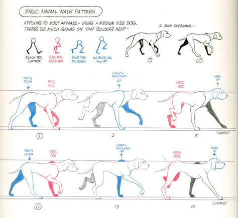 Learn how to animate a dog's walk cycle with this handy guide from master animator Richard Williams. Animation Walk Cycle, Animation Mentor, Drawing Dogs, Walking Animation, Principles Of Animation, Walk Cycle, Academic Drawing, Dog Anatomy, Dog Animation