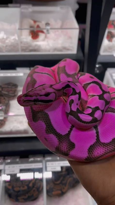 Purple Ball Python, Pretty Snakes Beautiful, Snake Colors, Dangerously Yours, Colorful Snake, Baby Snakes, Cool Snakes, Rainbow Snake, Colorful Snakes