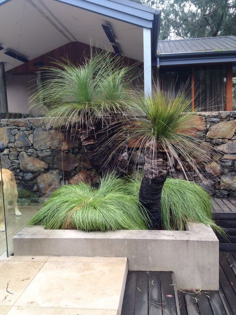 Grass trees. Grass Tree Garden, Grass Tree Landscaping, Bed Project, Tropical Pool Landscaping, Australian Garden Design, Colorful Flower Beds, Dubai Garden, Grass Tree, Coastal Garden