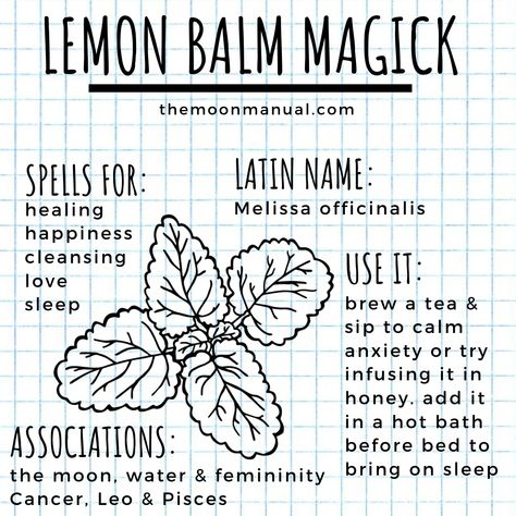 The Green Witch Diaries - Lemon Balm - Wattpad Wicca Herbs, The Green Witch, Herbal Witch, Witch Spells, Witchcraft Herbs, Witch Herbs, Green Witchcraft, Grimoire Book, Magic Herbs