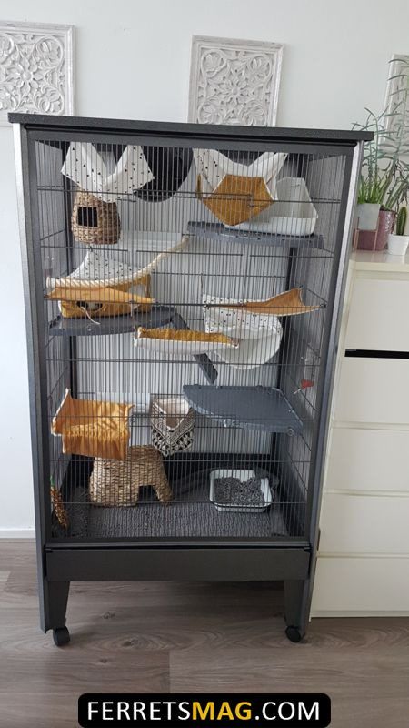 Cute Ferret Cage Ideas, Sugar Glider Cage Ideas, Chinchilla Cage Ideas, Ferret Cage Ideas, Rat Cage Ideas, Diy Bunny Cage, Pet Rat Cages, Sugar Glider Pet, Rattus Rattus