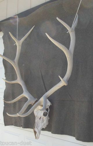 LARGE AMERICAN ELK ANTLERS SKULL 6 X 6 51"x50" x38" APPROX BOONE 300 NO ARIZONA Southern Horror, Skull Practice, Ninjago Oc, Antler Tattoo, Elk Skull, Manga Tutorial, Elk Antlers, Animal References, Animal Bones