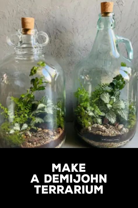 How to Make a Demijohn Terrarium Bottle Terrarium Diy, Demijohn Terrarium, Plant Terrarium Ideas, Terrarium In A Jar, Terrarium Ideas Unique, Exterior Color Palettes, Mason Jar Terrarium, Bottle Terrarium, Exterior Color Palette