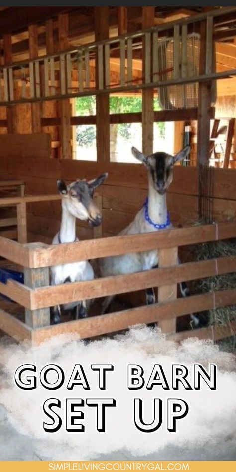 Proper housing for animals is crucial, and an organized space benefits us. This guide on the best goat barn setup offers tips for both. Learn how to raise dairy goats with a year-round goat barn setup that ensures their well-being, no matter the weather. Having Goats, Goat Setup Ideas, Goat Bed Ideas, Barn Setup Ideas, Goat And Chicken Pen Ideas, Goat Houses Shelters, Sheep Barn Ideas, Goat Hacks, Goat Enclosure Ideas