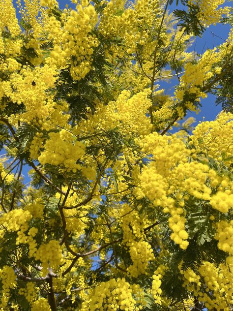 Acacia dealbata Acacia Tattoo, Acacia Dealbata, Acacia Tree, Mimosa, Horticulture, Image Types, Botany, Tree Of Life, The Flowers