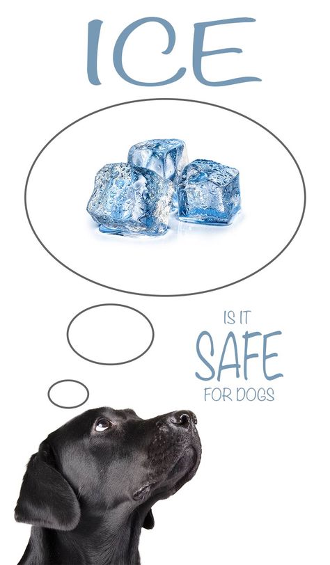 Is ice bad for dogs - discover when it is safe to feed frozen treats or ice cubes to your dog Dog Ice Cube Treats, Foods Bad For Dogs, Calico Cat Facts, Cat Facts Text, Dog Illnesses, Dog Dental Cleaning, Homemade Dog Toys, Puppy Diy, Dog Treats Homemade Easy