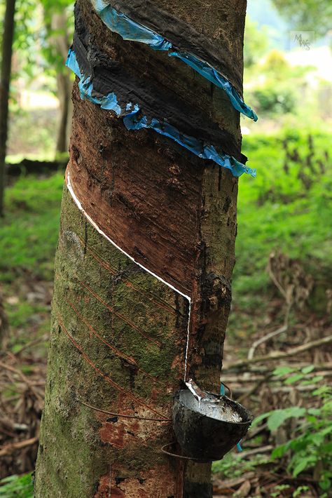 Rubber tree [Hevea]. The tree sap [Latex] running into collecting cup. Kerala, India; by Mikey Stephens Tree Sap, Rubber Plant, Survival Mode, Rubber Tree, Kerala, Arrow Necklace, India, Branding, Plants