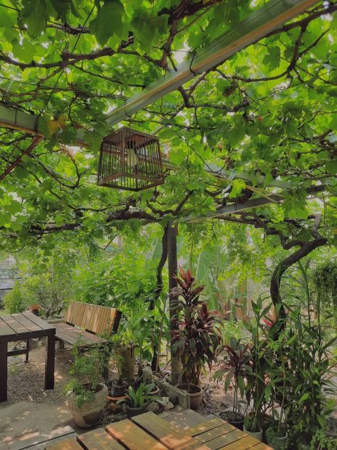 tags :) -> garden, dream, cafe, grapes, plants, green, planters, farm, wooden, aesthetic, hippy, Thailand, travel, van life Grape Farm, Grape Garden, Wooden Aesthetic, Dream Cafe, Plants Green, Travel Van, Garden Cafe, Green Grapes, Thailand Travel