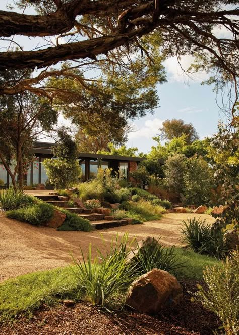 Revisited: Fisher House | ArchitectureAU Lawnless Backyard, Australian Garden Design, Suttons Bay, Australian Native Garden, Sloped Garden, Australian Garden, Native Garden, Garden Landscape Design, Outdoor Inspirations