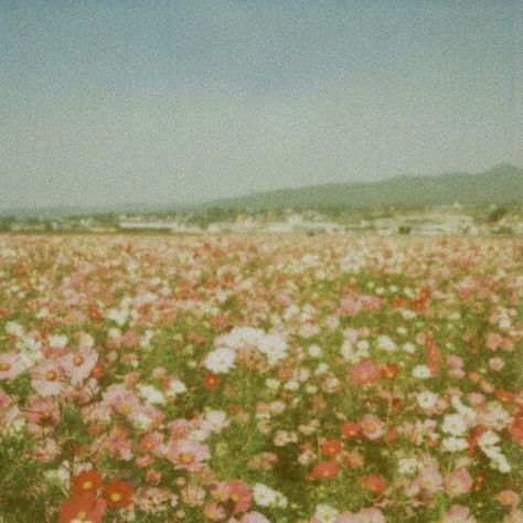 Pretty Photos, Aesthetic Images, Film Aesthetic, Nature Aesthetic, Pretty Flowers, Pretty Pictures, Mother Nature, Aesthetic Pictures, Wild Flowers