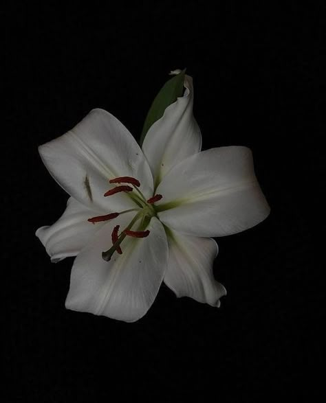 Ios Photos, Flowers Black Background, White Lily Flower, Nothing But Flowers, Mood And Tone, Flower Therapy, Beautiful Flowers Wallpapers, Color Psychology, Lily Flower