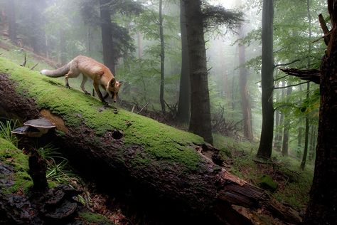 Amazing photo of a fox in woodland - Imgur Fox In The Woods, Wildlife Pictures, Forest Fox, Walk In The Woods, Nature Photographs, Photo On Wood, In The Woods, Nature Photos, Beautiful Creatures