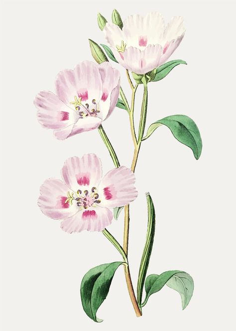 Pink primrose branch Free Vector Pink Primrose, Vintage Floral Backgrounds, Antique Illustration, Cold Case, Watercolor Splash, Flower Doodles, Digital Flowers, Botanical Flowers, Floral Background