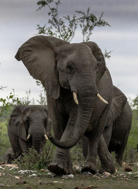 Human Horn, Walking In A Field, Field With Trees, South Africa Wildlife, Elephant Walking, Elephant Images, Elephant Walk, Africa Wildlife, Africa Animals