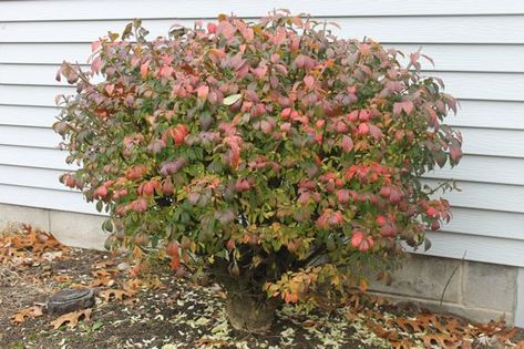 Burning Bush Plant, Burning Bush Shrub, Backyard Nursery, How To Trim Bushes, South Facing Garden, Garden Flower Beds, Burning Bush, Garden Shrubs, Garden Help