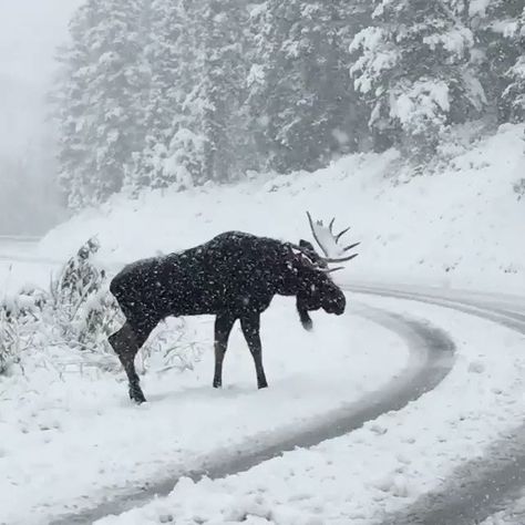 Loving nature on Twitter: "Park City, Utah 🇺🇸 via: scottusa https://t.co/MHqpUw2X67" Moose Pictures, Hunting Videos, Underwater Creatures, Destination Voyage, Background Vintage, Winter Photography, Nature Animals, Winter Scenes, Park City